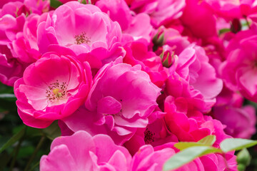 春のバラ園に咲くピンクのバラ