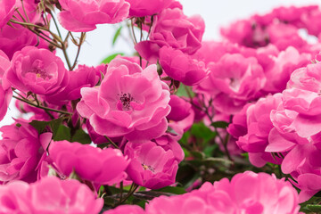 春のバラ園に咲くピンクのバラ