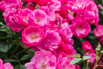 Fototapeta na wymiar 春のバラ園に咲くピンクのバラ