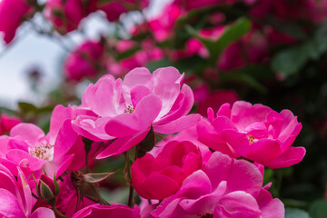 春のバラ園に咲くピンクのバラ