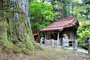 Fototapeta na wymiar 栃木県の塩原八幡宮（逆さ杉と本殿）