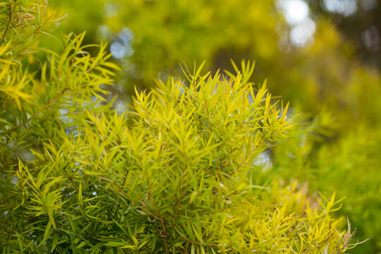 Flax-leaved Paperbark is a Melaleuca tree species with fragrant leaves. High quality photo