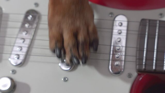 Dog paw strums on an electric toy guitar. Comic outrageous dog guitarist plays electric guitar. Rocker dog's paw on guitar neck. 