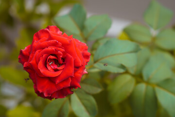 rose blooms in the garden