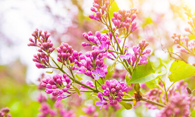 Spring came. Flowers are blooming. The appearance of leaves on trees.