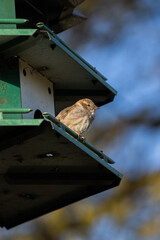 Backyard Southern Birdhouse with Birds