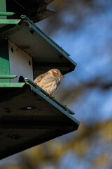 Backyard Southern Birdhouse with Birds