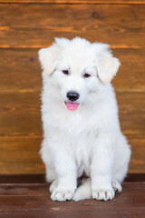 White swiss shepherd puppy sitting on dark wooden background with tongue hanging out