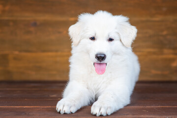 White swiss shepherd puppy lying on dark wooden background with tongue hanging out