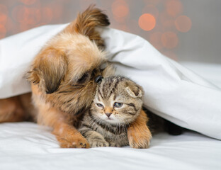Puppy kissing a kitten in the ear. Kitten and puppy lying on the bed under the blanket at home