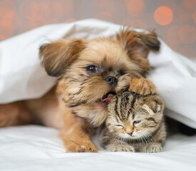 A small kitten and a puppy lying next to each other under a white blanket and hugging on a bed at home against the backdrop of lanterns. Brussels Griffon puppy bites on the ear of a Scottish kitten