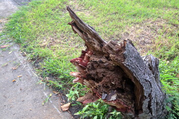 broken tree to the ground