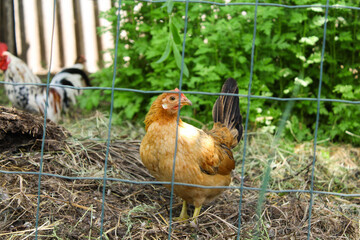 chicken in the farm