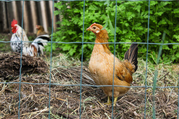 chicken farm