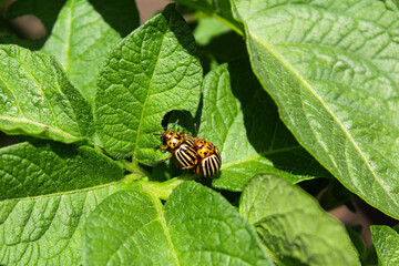 The Colorado potato beetle ruins the potato crop. garden pest.