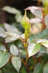 aphid on a rose bud. garden pest