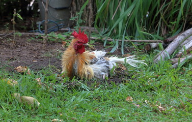 rooster lying on the garden ground