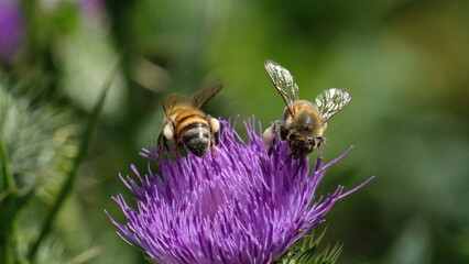 Honey bees on a Scotch thistle flower in a field in Cotacachi, Ecuador