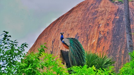 bird on a branch