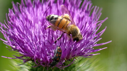 Honey bee and beetle on a Scotch thistle flower in a field in Cotacachi, Ecuador