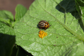 Fototapeta premium Colorado potato beetle eggs on potato leaves. garden pest