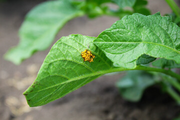 potato beetle. Colorado potato beetle eggs on potato leaves. garden pest
