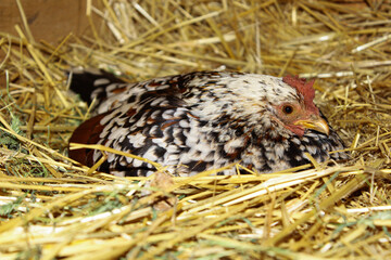 chicken in the nest