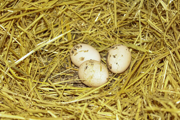 eggs in nest. Chicken eggs in the nest on poultry farm 