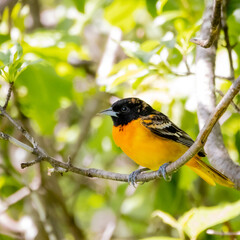 a male baltimore oriole, icterus galbula