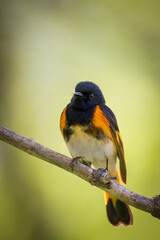 an American redstart male, setophaga ruticilla.