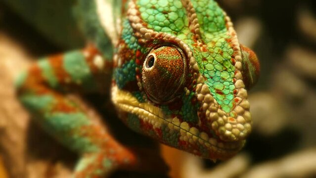 Panther chameleon sits on a branch in 4K. Reptile nature background.