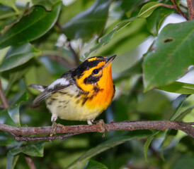 Blackburnian warbler (Setophaga fusca) male during migration, Galveston, Texas