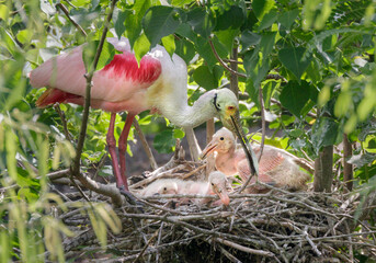 Roseate spoonbill (Platalea ajaja) at the nest with young chicks, High Island, Texas, USA. © Ivan Kuzmin