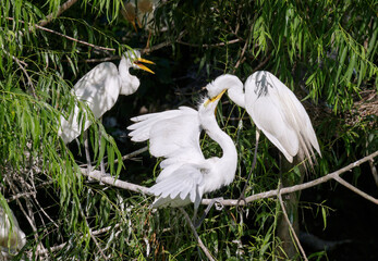 Great egret (Ardea alba) feeding a chick, High Island, Texas
