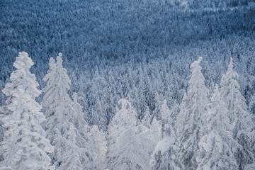 Winter forest with snowy tree tops. White branches are covered with frost, forming textural background. On hillside is frozen coniferous woodland after snowfall.