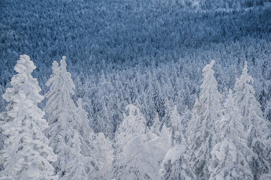 Winter forest with snowy tree tops. White branches are covered with frost, forming textural background. On hillside is frozen coniferous woodland after snowfall.