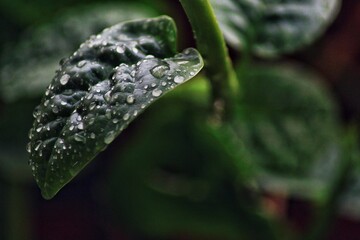 Hoja con gota