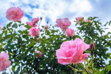 春のバラ園に咲くピンクのバラ