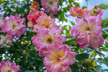 春のバラ園に咲くピンクのバラ