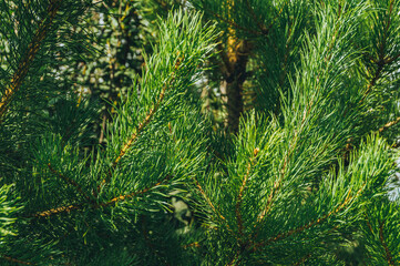 Pine branches in summer forest. Coniferous needles as source of useful trace elements for medicine.