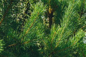 Pine branches in summer forest. Coniferous needles as source of useful trace elements for medicine.