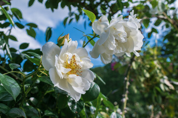 春のバラ園に咲く白いバラ
