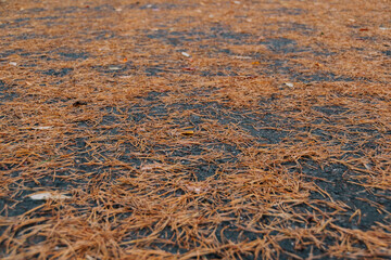 Red pine needles on wet asphalt as backdrop. Fall of foliage in autumn, change of season in park