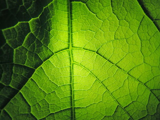 Naklejka na ściany i meble Green leaf veins close up texture