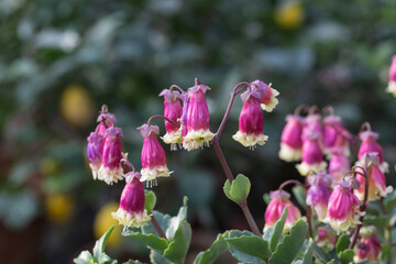 Red lantern flowers and green leaves, Kalanchoe porphyrocalyx