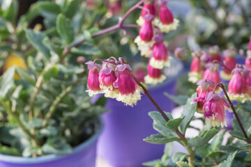 Red lantern flowers and green leaves, Kalanchoe porphyrocalyx