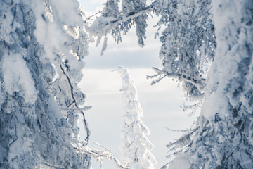 Winter forest on frosty morning. Branches of trees bent from weight of snow. Fabulous fir were covered with frost after snowfall