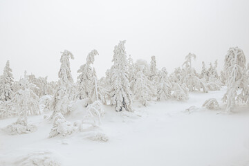 Winter in pine forest. Branches with fluffy snow, bending under its weight. Taiga atmosphere. Cold...