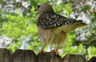 Red tailed hawk on fence on natural green background