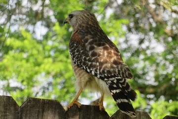 Beautiful red tailed hawk on the fence in Florida nature